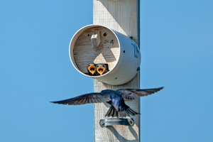 Purple Martin